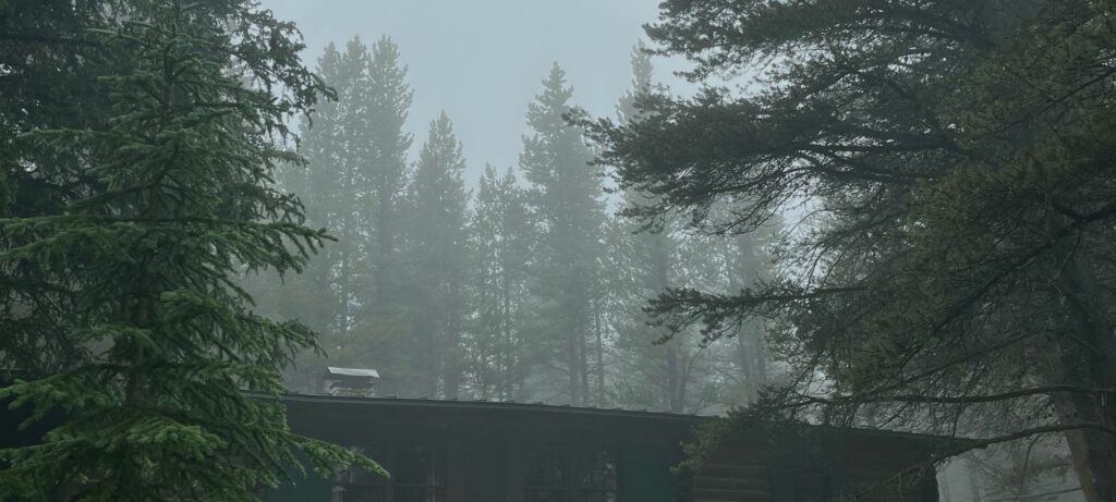 Foggy forest cabin surrounded by pine trees